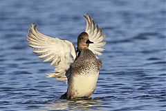 Gadwall